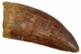Serrated, Carcharodontosaurus Tooth - Real Dinosaur Tooth #242592-1